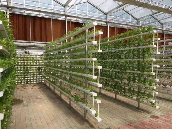 無(wú)土栽培 (2)