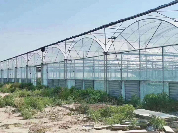 連棟薄膜溫室