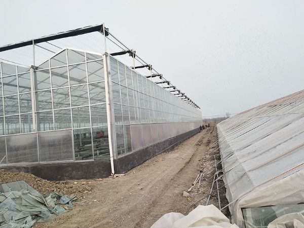 天津寶坻泥鰍深加工玻璃溫室