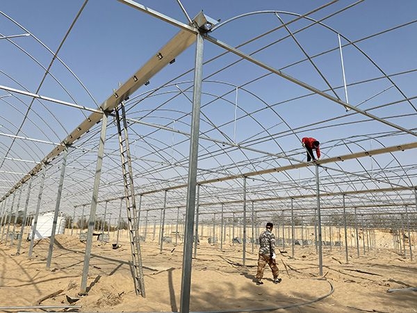 沙特阿拉伯連棟陽(yáng)光板溫室51200平方